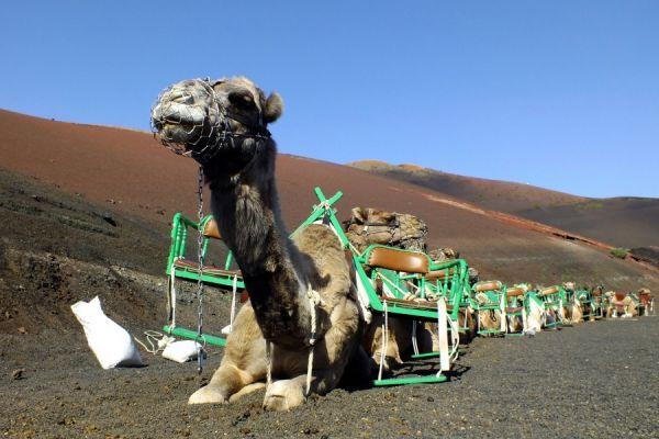 Excursión corta al volcán Lanzarote sur