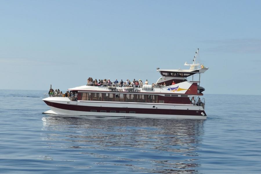 whale-watching-tenerife_8_l