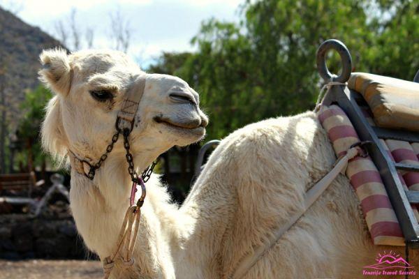 Paseo en camello por Gran Canaria