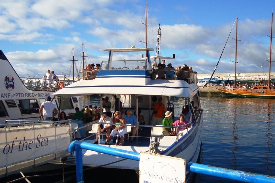 spirit-of-the-sea-dolphin-watching-gran-canaria_2_l