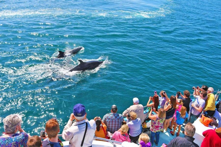 whale-watching-gran-canaria_1_1_l