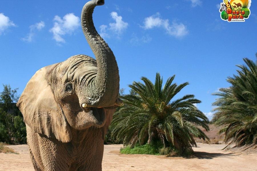 Atracciones de Fuerteventura