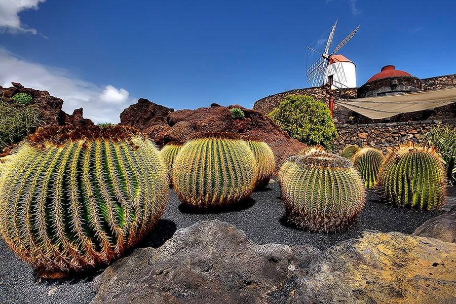 logomar-lanzarote-cactus-gardens-graciosa_2