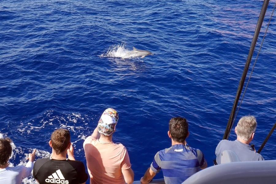 spirit-of-the-sea-dolphin-watching-gran-canaria_1_l