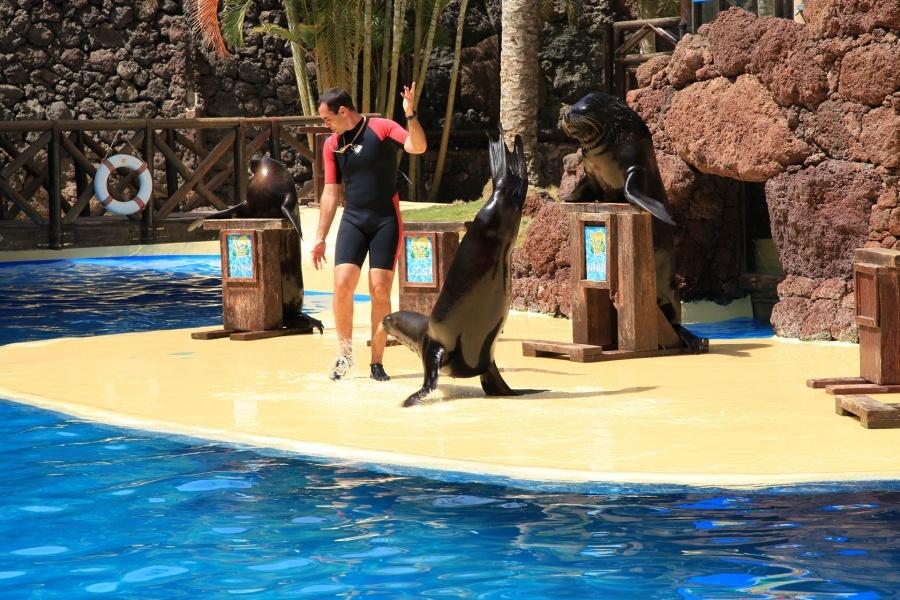 oasis-park-swim-with-sealions_4_l