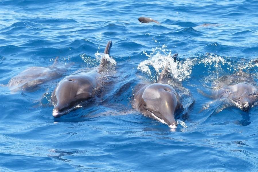 whale-watching-tenerife_5_l-1_l