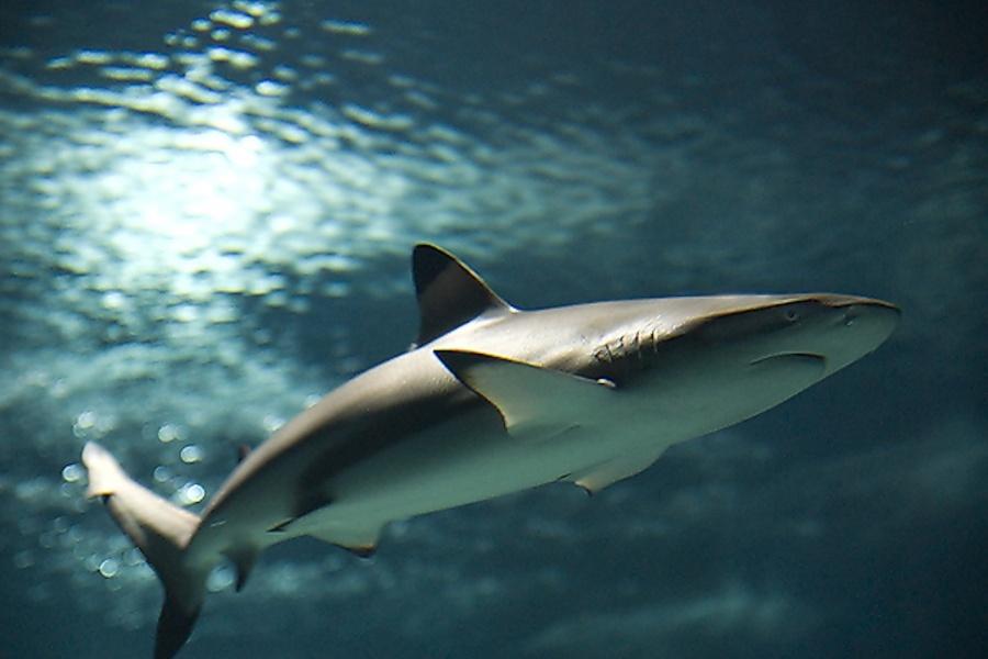 swim-with-sharks-in-lanzarote_5