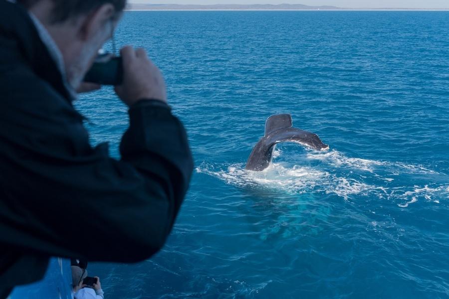 whale-watching-gran-canaria_5_l