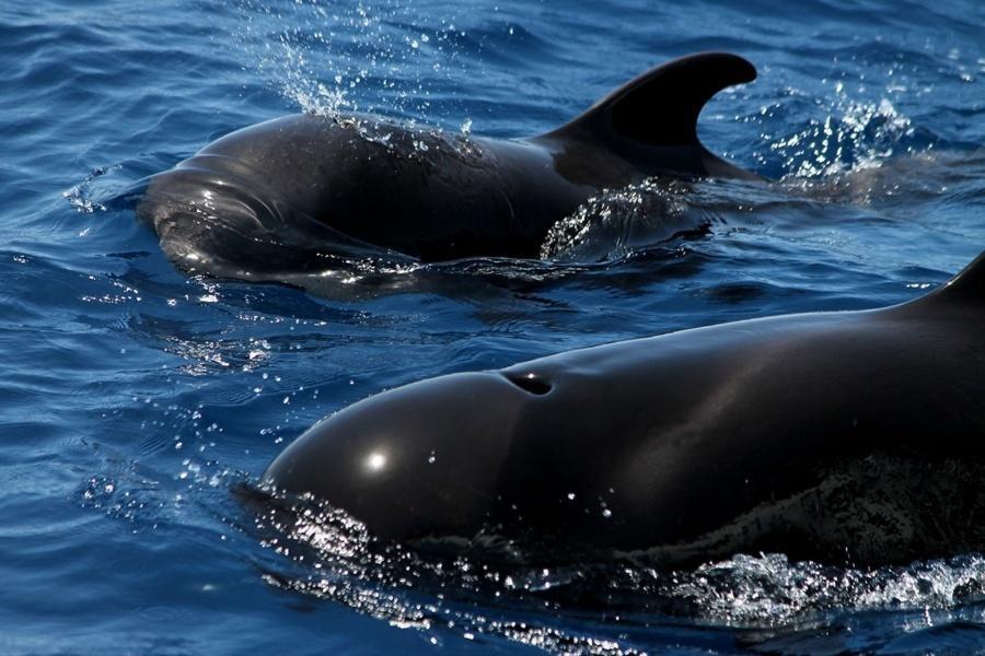 whale-watching-tenerife_6_l_l